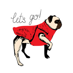 Cute funny pug stands and looks carefully ahead. Let's go! Cartoon character isolated on a white background. For printing kids stickers, cards. Can be used as mascot.