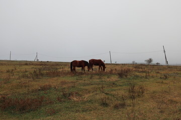horses on the meadow