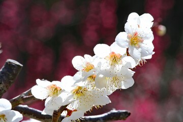 Fototapeta na wymiar Spring flowers. Beautiful flowers