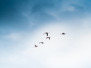 flamencos volando en el delta del Ebro con cielo nublado