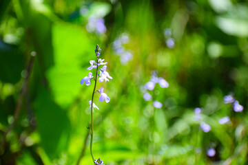 散歩で出会うマツバウンラン

