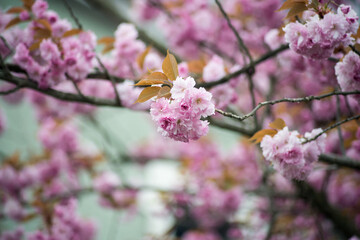 Fototapeta premium Closeup of pink flowers on cherry blossom tree in a public garden