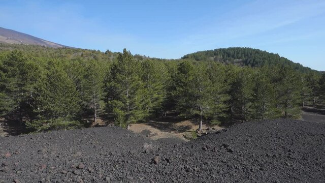 panoramic view of Sicily nature from pine forest and smoking Etna Volcano to cinder cone of lateral eruption (panning)