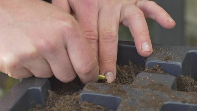 Man planting Zucchini plant. Ecological bio healthy vegetables with healthy natural lifestyle concept vegetable garden. farmer planting a cucumber seedling in the vegetable garden