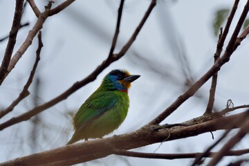 Muller's Barbet(Megalaima oorti nuchalis),in the Taiwan.