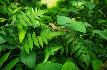 Beautiful green leaf picture