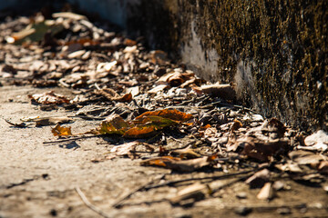 Selective focus Fallen autumn dry leaves on stair with sunset light for nature background concept