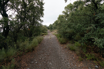 Fototapeta na wymiar Holm oak forest in Sierra Nevada