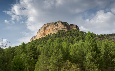 Forest of Austrian pine tree, Pinus nigra. Photo taken near the Uña Lagoon, Serrania de Cuenca Natural Park, Spain