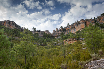 Forest of Austrian pine tree, Pinus nigra. Photo taken near the Uña Lagoon, Serrania de Cuenca Natural Park, Spain