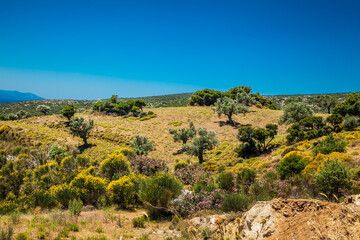 Beautiful panoramic view  Olive groves at Evia island.  Greece.