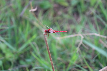 dragonfly on a leaf