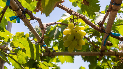 Bunch of white grapes on vine