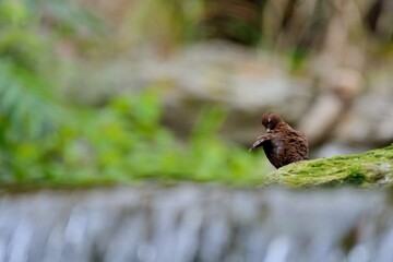 Brown Dipper.(Enicurus scouleri Hartert.) Flows in Taiwan.