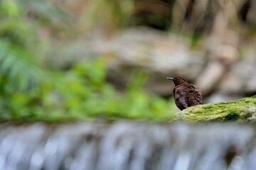 Brown Dipper.(Enicurus scouleri Hartert.) Flows in Taiwan.