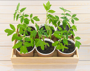 Young tomato seedlings in brown organic pots on wooden background. Growing vegetables at home on the windowsill. Eco gardening. Reuse. No plastic. Zero waste concept. Top view.