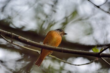 Ferruginous Flycatcher(Musciapidae, Passeriformes)in the Taiwan.