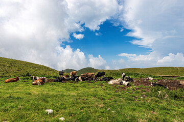 Fototapeta na wymiar Herd of cows on green pasture in Italian Alps. Monte Baldo (Baldo Mountain), Cresta di Naole (ridge of Naole), Verona province, Veneto, Italy, southern Europe.