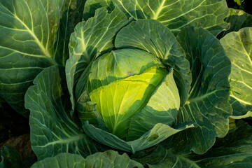Obraz premium The Cabbage is a leafy or cauliflower it is a great vegetables