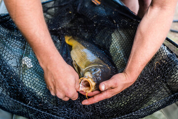 carp fishing by the pond