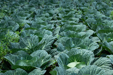 The biggest Cabbage plant it has a round shape and many leaf layers