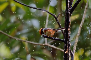 Fototapeta na wymiar Red-headed tit bird (Aegithalos concinnus),In the Taiwan.