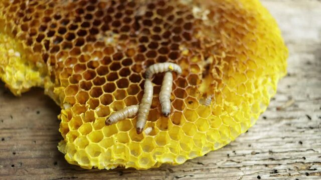 Pest of larvae and honey worms, Galleria mellonella species in a honeycomb without bees