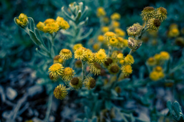 yellow flowers in the garden