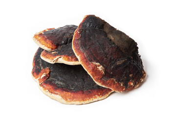 Ganoderma Lucidum mushroom (also called as Reishi mushroom or Lingzhi mushroom) isolated on white background. Chinese herbal medicine