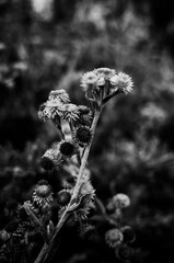 Black and white flowers