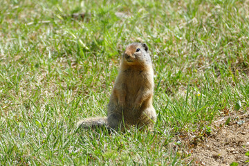 Naklejka na ściany i meble Columbian ground squirrel (Urocitellus columbianus) standing in grassy mountain meadow, spotted in Canadian Rockies
