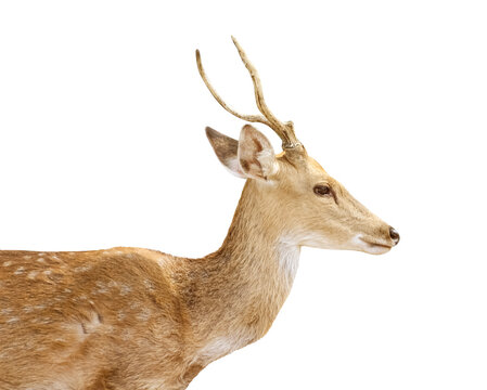 Close up deer with antler standing isolated on white background , clipping path
