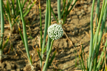 Growing single onion flowers that star-shaped flowers plants