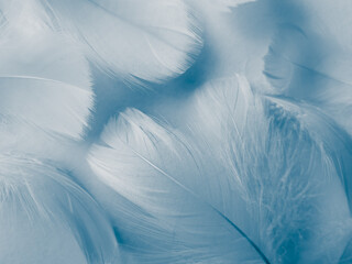 Fototapeta na wymiar Beautiful abstract blue feathers on white background, white feather texture and blue background, feather wallpaper, blue texture banners, love theme, valentines day, gray gradient