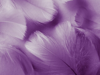 Obraz premium Beautiful abstract purple feathers on white background, black feather texture on dark pattern and purple background, colorful feather wallpaper, love theme, valentines day, light purple gradient