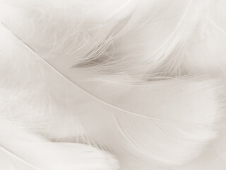 Beautiful abstract gray feathers on white background, soft white feather texture on white texture pattern, light pink theme wallpaper, black feather background, white gradient frame banners