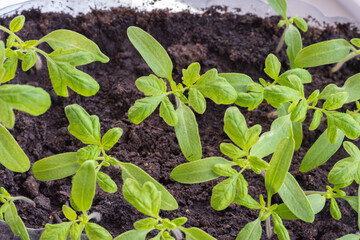 Young tomato seedlings in a container with a selective focus