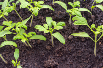 Young tomato seedlings in a container with a selective focus