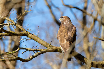 Buzzard in the forest. Sitting on a branch of a deciduous tree in winter. Wildlife Bird of Prey,. Detailed feathers in close up. Blue sky behind the trees. Wildlife scene from nature, seen from behind