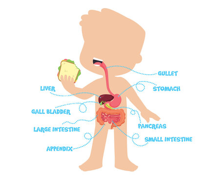 Human Anatomy Digestive System Scheme for Kids Isolated on White Flat Vector Illustration