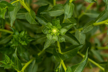 Green petals, Safflower is a plant named for the white veins