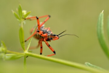 red bug
