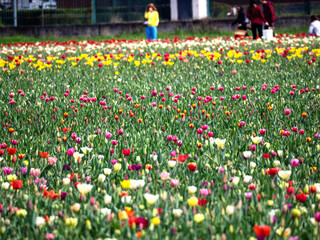 flowering of tulips in a large Italian nursery in spring