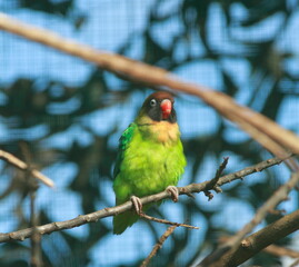 Colourful parrots sitting on the perch