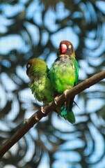 Colourful parrots sitting on the perch