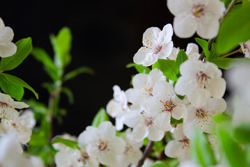 Branch of abundantly blooming plum on a black background