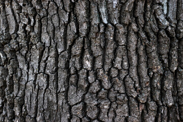 tree bark with a pronounced texture, dark mood photo - obrazy, fototapety, plakaty