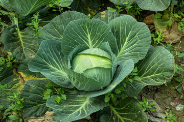 Cabbage or badha kopi has numerous pale green leaves vegetables