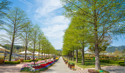 연두빛 정원수가 아름다운 순천만 국가 정원의 풍경