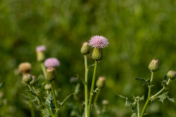 Bull thistle or Cirsium vulgare plant is related to the sunflower family